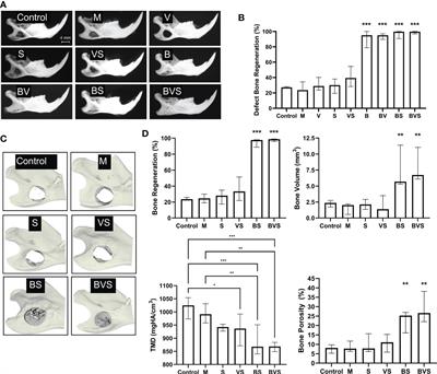 BMP-6 promotes type 2 immune response during enhancement of rat mandibular bone defect healing